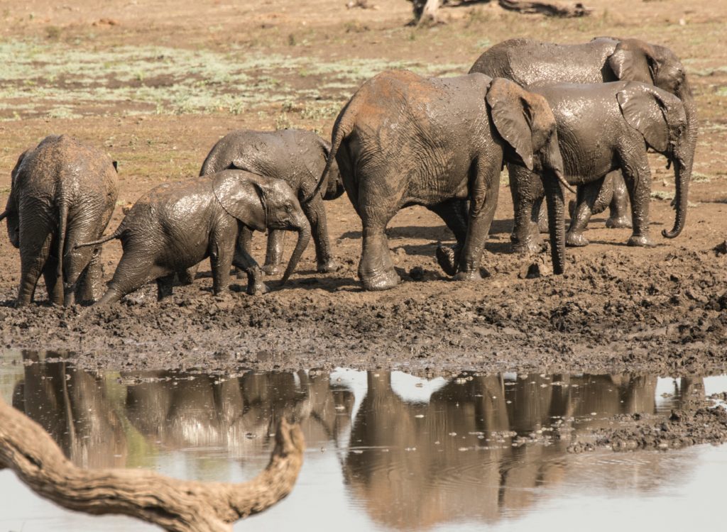 An elephant herd in the Kruger National Park. 