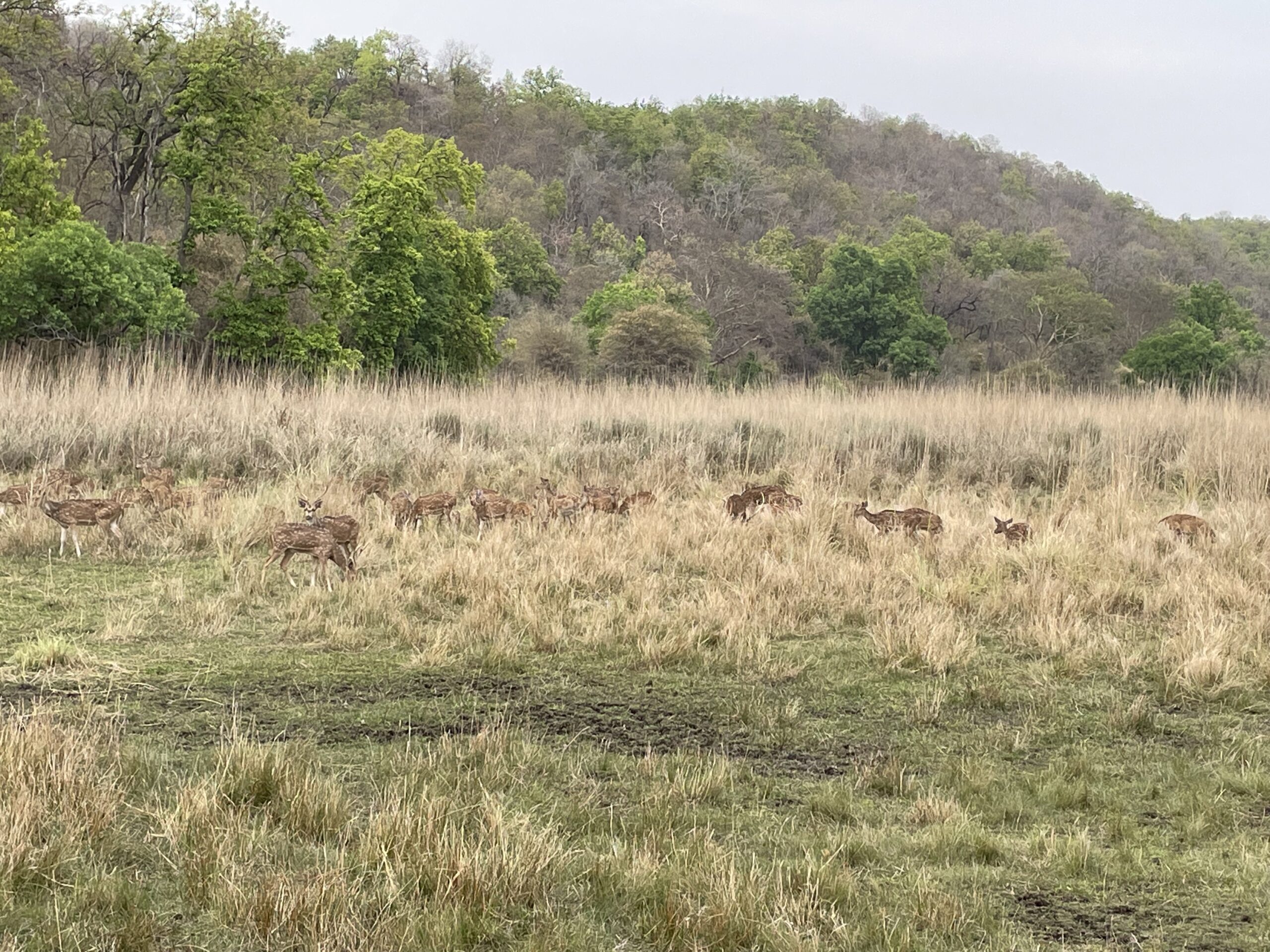 A flock of deer in a clearing at Bandhavgarh National Park.