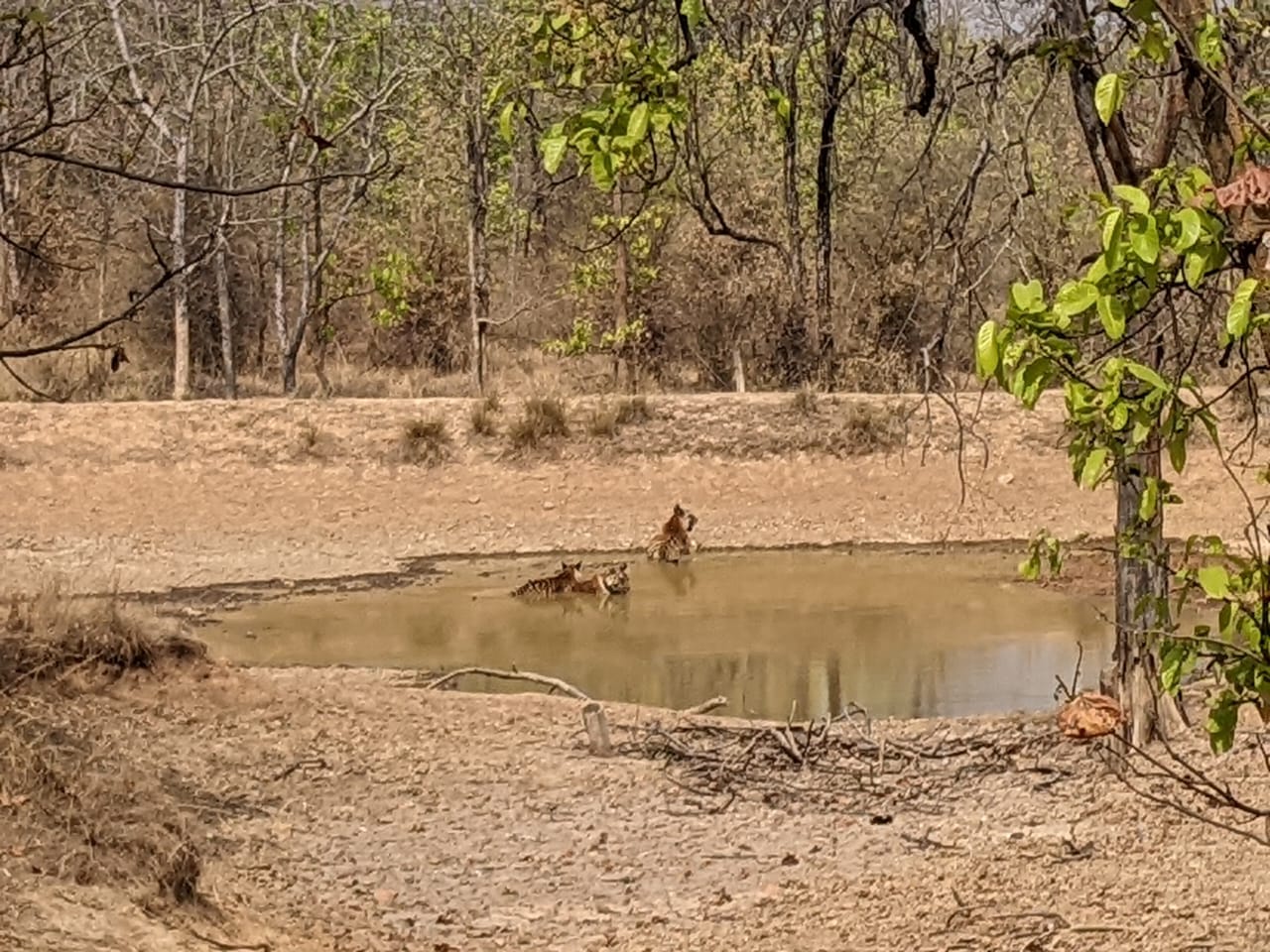 Spotting tigers at Bandhavgarh National Park